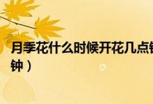 月季花什么時(shí)候開花幾點(diǎn)鐘開花（月季花什么時(shí)候開花 幾點(diǎn)鐘）