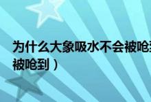 為什么大象吸水不會(huì)被嗆到螞蟻莊園（為什么大象吸水不會(huì)被嗆到）