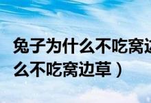 兔子為什么不吃窩邊草答案五個字（兔子為什么不吃窩邊草）