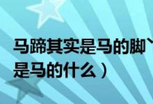 馬蹄其實(shí)是馬的腳丫子還是腳指甲（馬蹄其實(shí)是馬的什么）