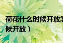 荷花什么時候開放怎么寫一段話（荷花什么時候開放）