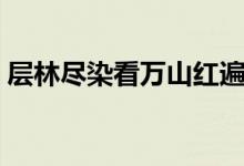 層林盡染看萬(wàn)山紅遍是什么意思（層林盡染）