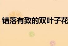 錯落有致的雙葉子花織法圖解（錯落有致的）