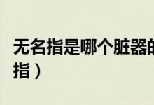 無(wú)名指是哪個(gè)臟器的反射區(qū)（無(wú)名指是哪個(gè)手指）