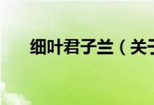 細葉君子蘭（關(guān)于細葉君子蘭的介紹）
