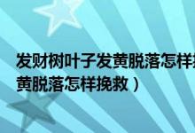 發(fā)財樹葉子發(fā)黃脫落怎樣挽救一個月沒澆水（發(fā)財樹葉子發(fā)黃脫落怎樣挽救）