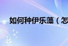 如何種伊樂藻（怎么讓伊樂藻種子發(fā)芽）