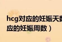 hcg對應的妊娠天數從哪一天開始算(hcg對應的妊娠周數)