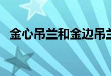 金心吊蘭和金邊吊蘭哪個(gè)好看(金心吊蘭)