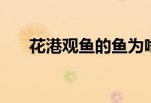 花港觀魚的魚為啥少一點（花港觀魚）