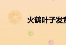 火鶴葉子發(fā)黃怎么辦(火鶴)