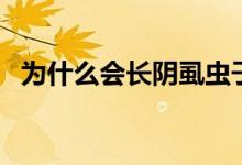 為什么會(huì)長(zhǎng)陰虱蟲(chóng)子（為什么會(huì)長(zhǎng)陰虱蟲(chóng)）