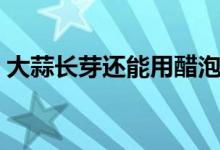 大蒜長(zhǎng)芽還能用醋泡嗎（大蒜長(zhǎng)芽還能吃嗎）