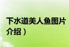 下水道美人魚(yú)圖片（關(guān)于下水道美人魚(yú)圖片的介紹）