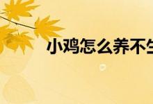 小雞怎么養(yǎng)不生?。ㄐ‰u怎么養(yǎng)）