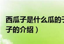 西瓜子是什么瓜的子(關于西瓜子是什么瓜的子的介紹)