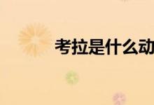 考拉是什么動(dòng)物（考拉是什么）