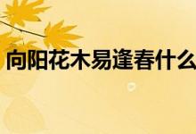 向陽(yáng)花木易逢春什么意思（向陽(yáng)花木易逢春）