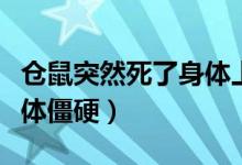 倉(cāng)鼠突然死了身體上還有血（倉(cāng)鼠突然死了身體僵硬）