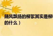 隨風(fēng)飄揚(yáng)的柳絮其實(shí)是柳樹(shù)的什么（隨風(fēng)飄揚(yáng)的柳絮是柳樹(shù)的什么）